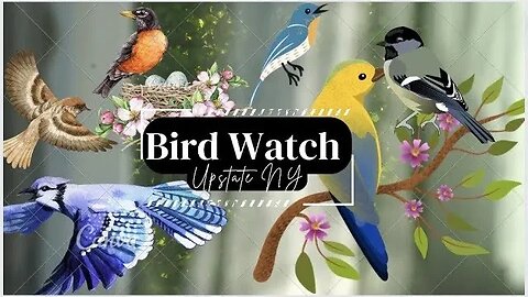 Live Feed Bird and Critter Cam Upstate/Central NY