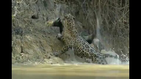 Male jaguar pulling an 8 ft caiman out of the water