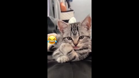 Funny cat videos in 2023