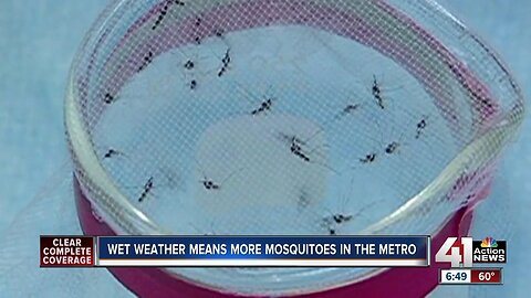 Predictions call for an above-average mosquito season in the Midwest