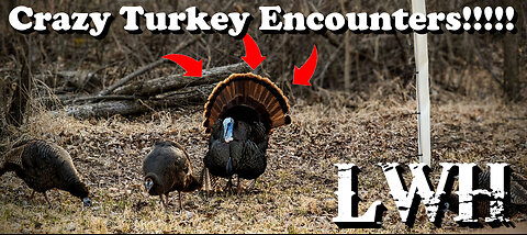 Crazy Turkey Encounter!!!!