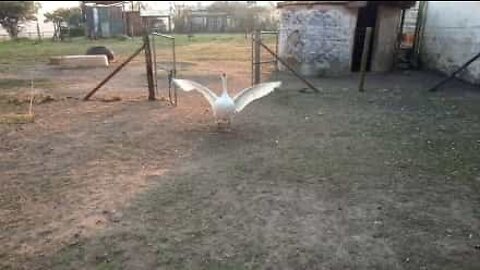 Goose in a flap for affection!