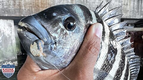 Grocery Shopping For Sheepshead & Snapper at St Pete Pier