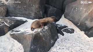 Cucciolo di leone marino esplora la spiaggia per la prima volta