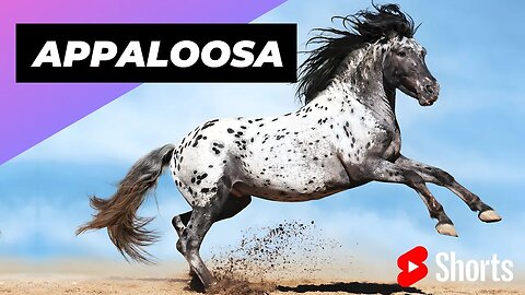 Appaloosa Horse 🐴 One Of The Most Beautiful Horses In The World #shorts