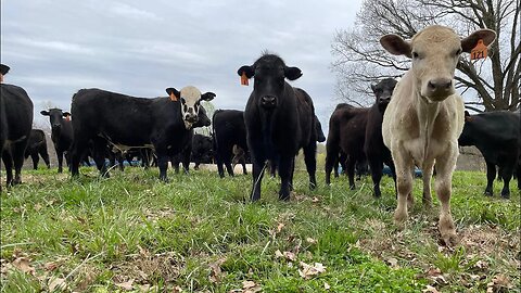 More stocker steers arrive!!!