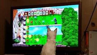 Will this kitten become a TV addict?