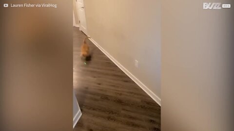 Ce chat découvre qui est le patron en jouant au laser