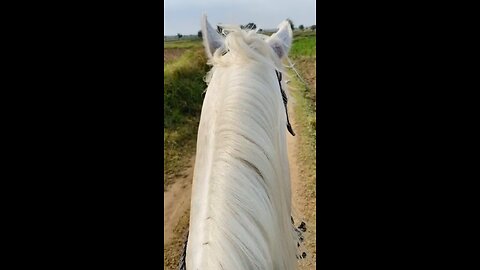 Horse Riding in Field Beautiful Nature ♥️