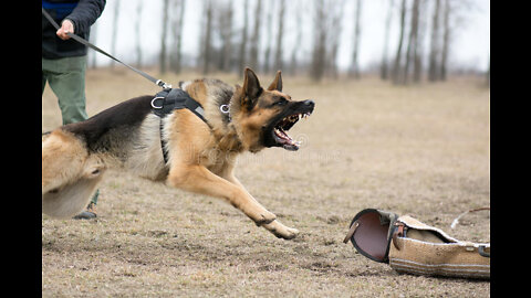 Guard Dog Training Step by Step