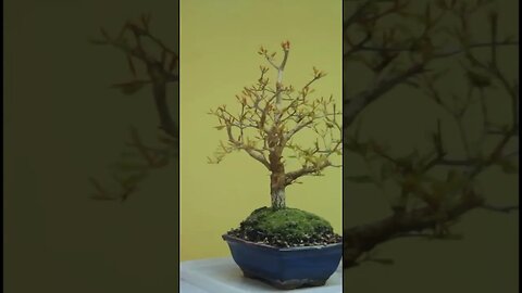 Pomegranate Bonsai #shorts