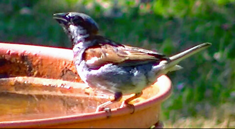 IECV NV #419 - 👀 House Sparrows Out Back🐤 7-14-2017