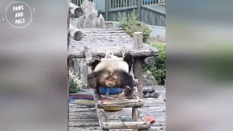 Funny baby pandas | Baby panda falling