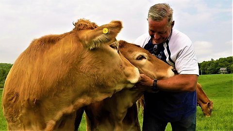 Cows compete for affection just like big puppy dogs