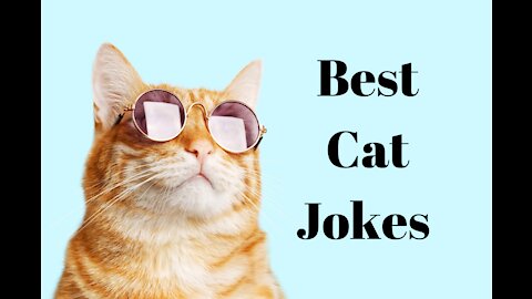 Jokes with cats