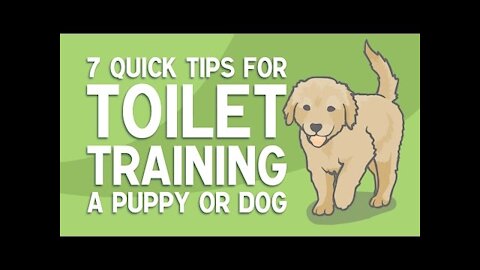 7 Quick Tips for TOILET TRAINING a Puppy or Dog