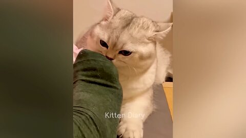 funny 😆🤣🤣🤣 animals 🤣🤣 cute little cats and other animals videos part 4