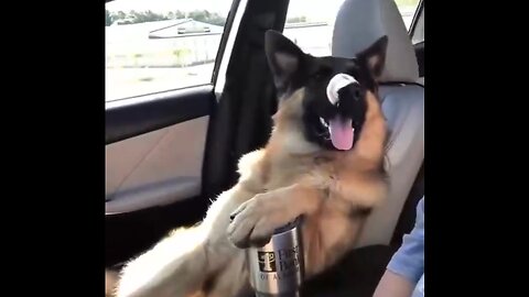 Shepard really loves a relaxing car ride