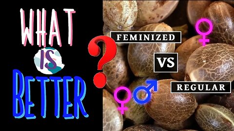 Feminized Seeds or Regular Seeds - Which is Better? And What's the Difference? (Instagram Question)