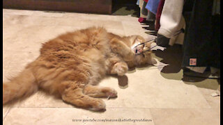 Happy Cat Flosses His Teeth And Cleans His Whiskers