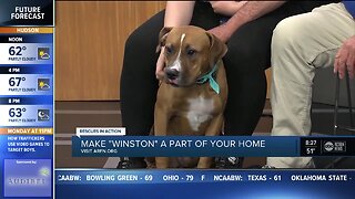 Rescues in Action Jan. 26 | Winston seeks full-time pal