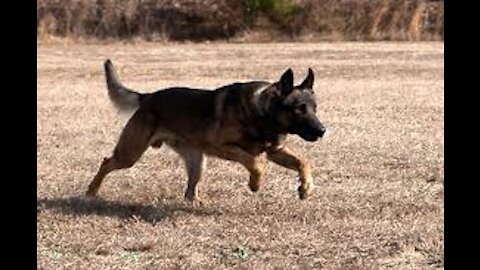 Off Leash German Shepherd Attacks Pitbull In Park