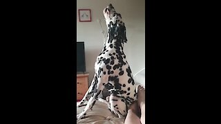 Dalmatian Loves Singing Along To House Of Pain's 'Jump Around'