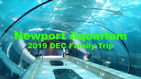 Newport Aquarium - Dec 2019 - Family Trip