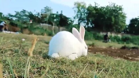 Cute white Rabbit playing In garden and eating Grass