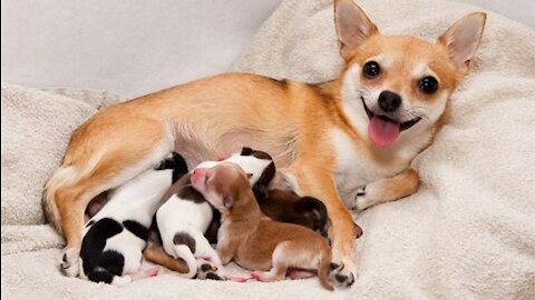 Dogs have a lovely time with their mom