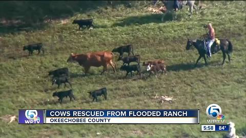 Dramatic cow rescue