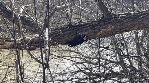 Pileated Wood Pecker is back 17