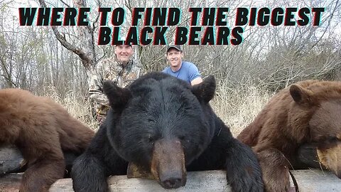 Where to Find the Biggest Black Bears in North America!