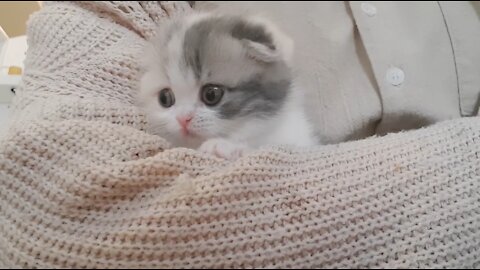 cute kitten videos leg cat