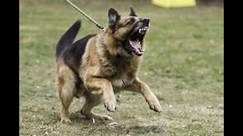 14 Most Aggressive Guard Dogs in the World