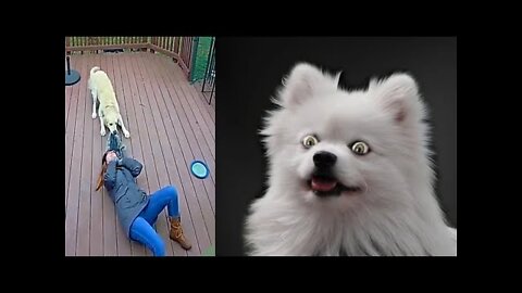 Dog-funny-moments-cute-dog-cute-pets-doggy