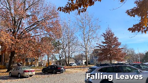 Falling Leaves At Thompson Park