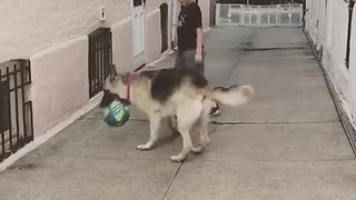 Soccer-loving German Shepherd shows off his skills