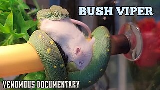 Beautiful But Deadly Venomous Bush Viper Live Feeding