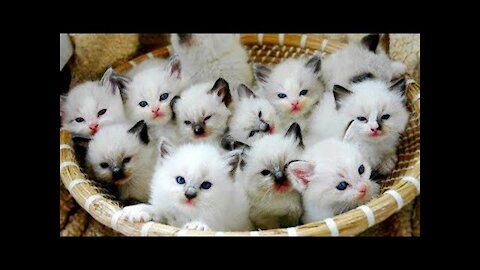 OMG So Cute Cats ♥ Best Funny Cat Videos 2021