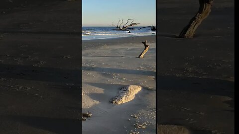 #Driftwood #Beach 🌊 in the #goldenhour 🌅 12 #shorts