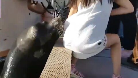 a seal attacks a girl