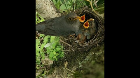 The Bird Feeding its Hatchlings