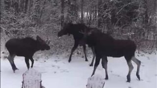 Älgfamilj leker i snön i Kanada