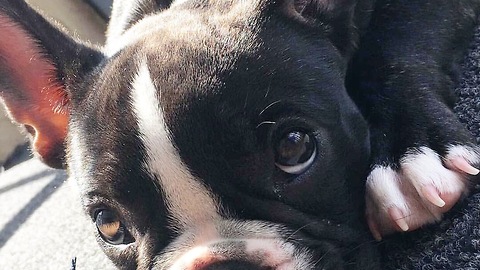 bulldog puppy rings doorbell