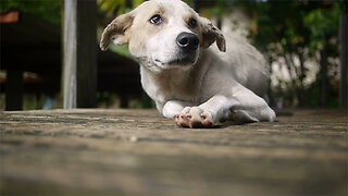 Scientists seek 10,000 dogs for aging study