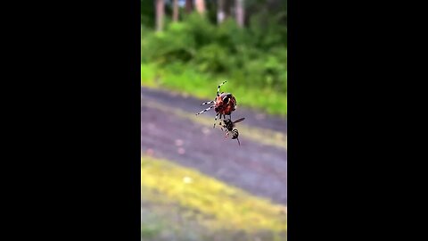 Bee caught by spider taking it for a spin