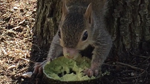 Hungry Squirrel