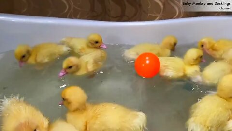 Funny Ducklings jump and swim in the mini bath for baby