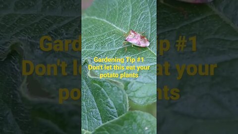 Gardening Tip #1Don't let this eat your potato plants #gardening #gardeningtips